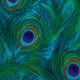 Peacock - top